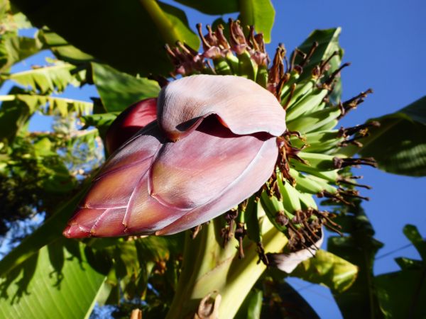 das ist eine Bananenblüte